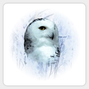 Snowy owl Sticker